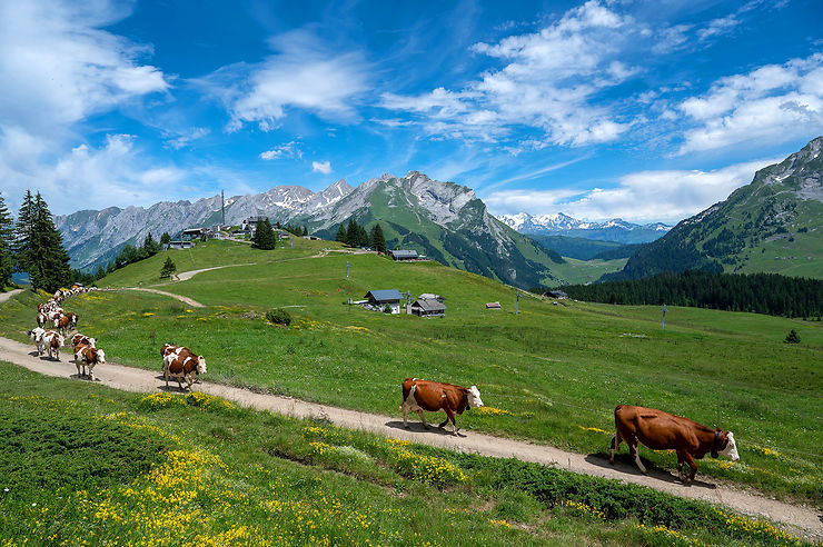 La route des fromages de Savoie