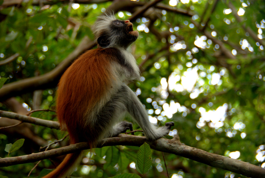 Singe Colobe Singe Colobe