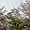 Cerisiers en fleurs à Himeji