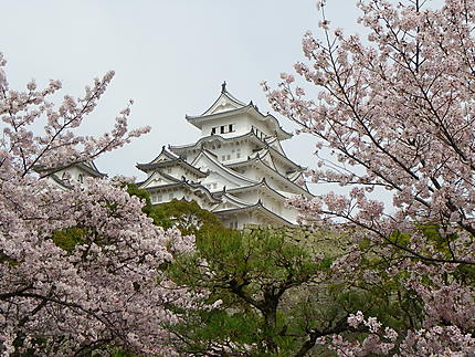 Cerisiers en fleurs à Himeji