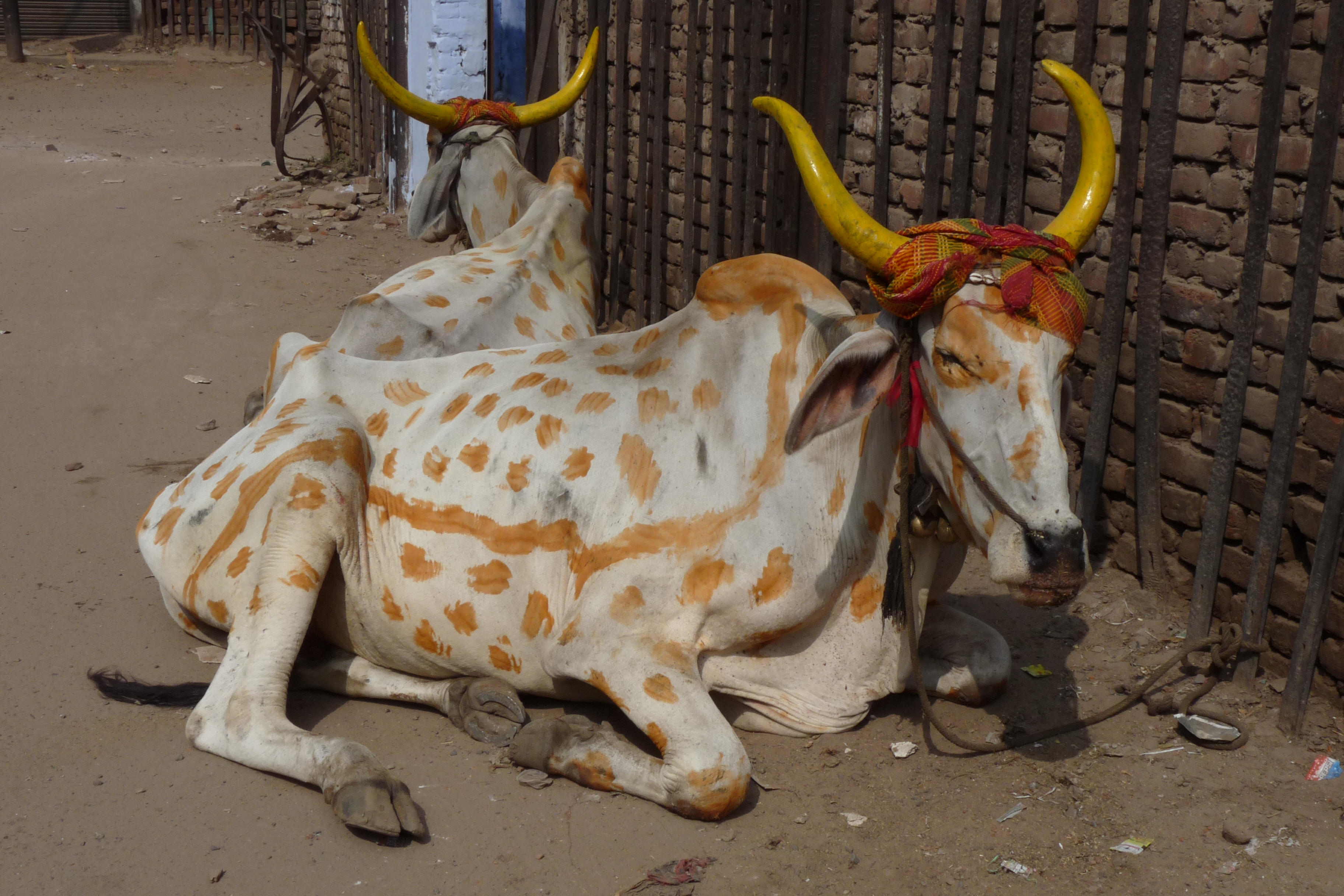 Vache sacrée version indienne Vache sacrée version indienne