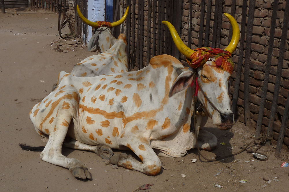 Vache sacrée version indienne