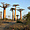 Allée des Baobabs, Madagascar