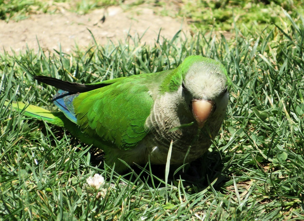 Perruches vertes : Oiseaux : Animaux : Parc de la Ciutadella : Barcelone :  Routard.com