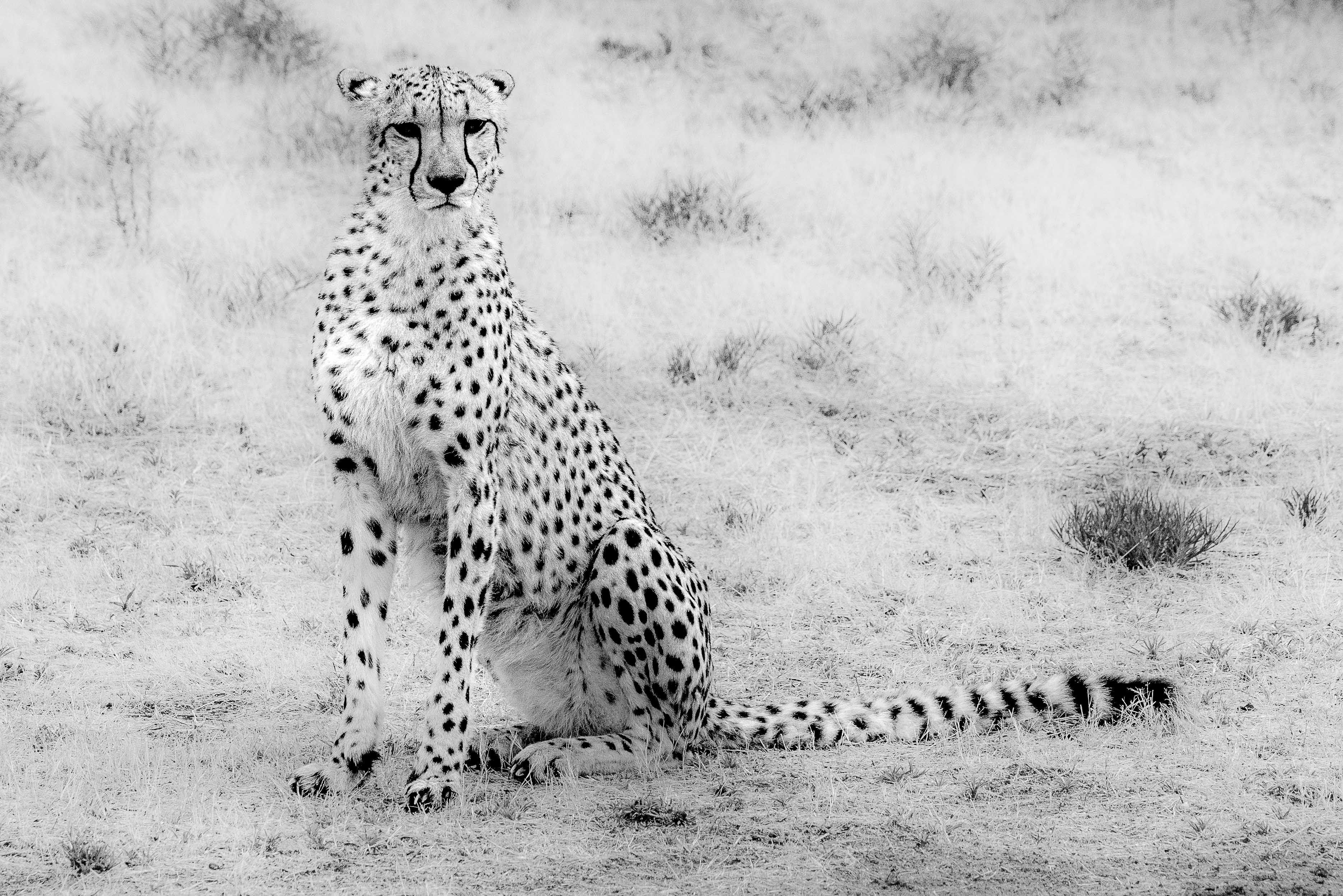 CCFv- Cheetah Conservation Fund