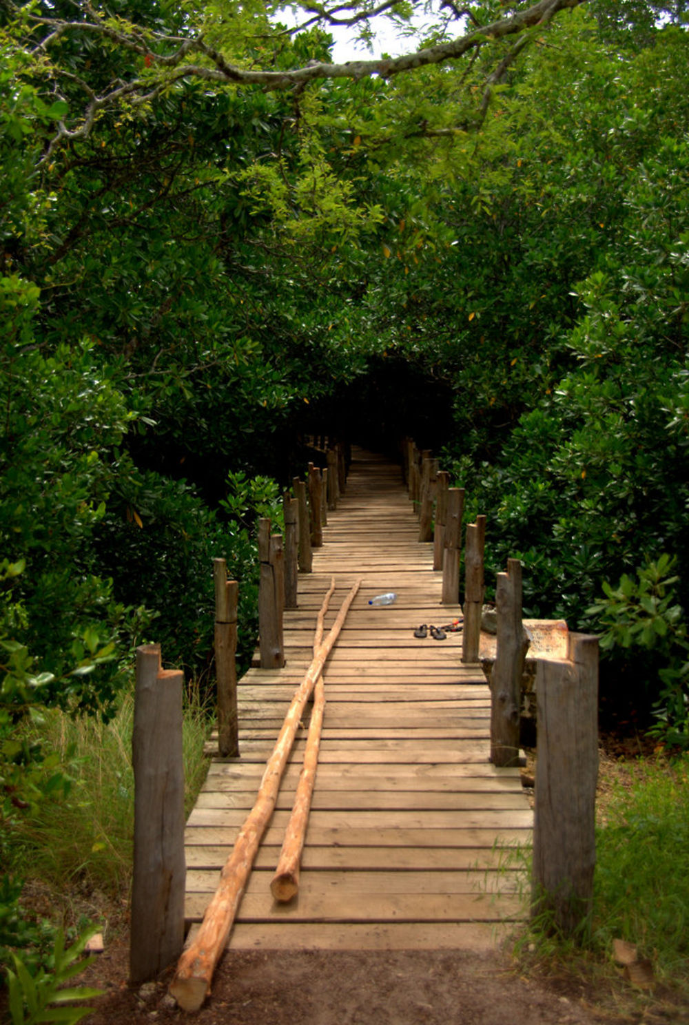 Mangrove de Zanzibar