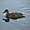 Canard au lac en Gaspésie