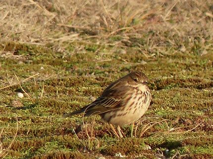 Petit oiseau minuscule qui habite la lande 