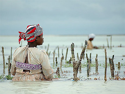 Culture des algues : Côte Sud : Zanzibar : Routard.com
