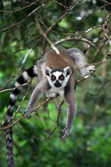 Maki &quot; Lemur catta &quot;