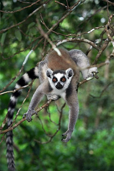 Maki " Lemur catta " Maki " Lemur catta "