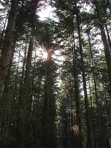 Forêt des Grands Avaux