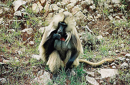 Un babouin Gelada