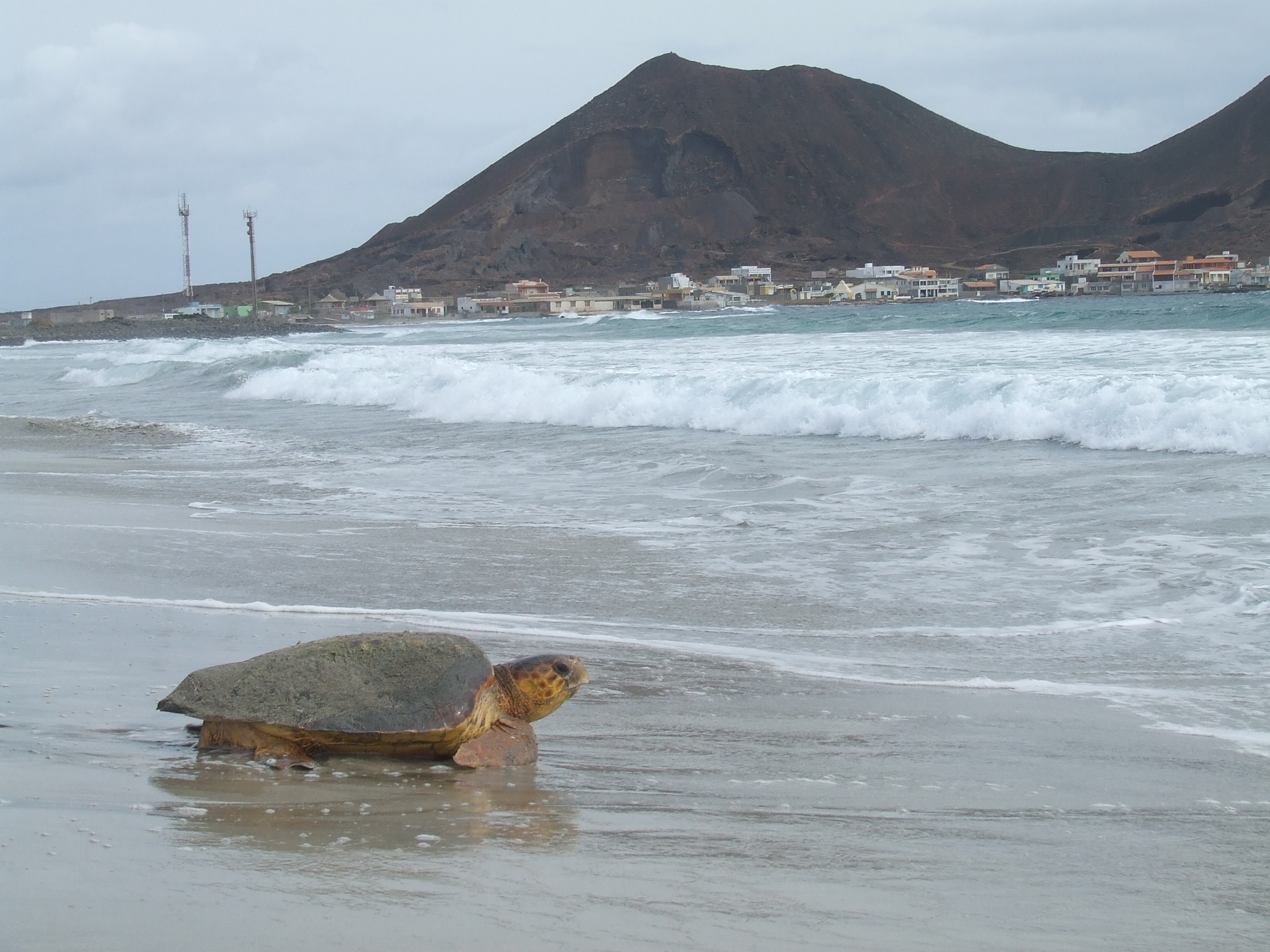 Tortue verte Tortue verte