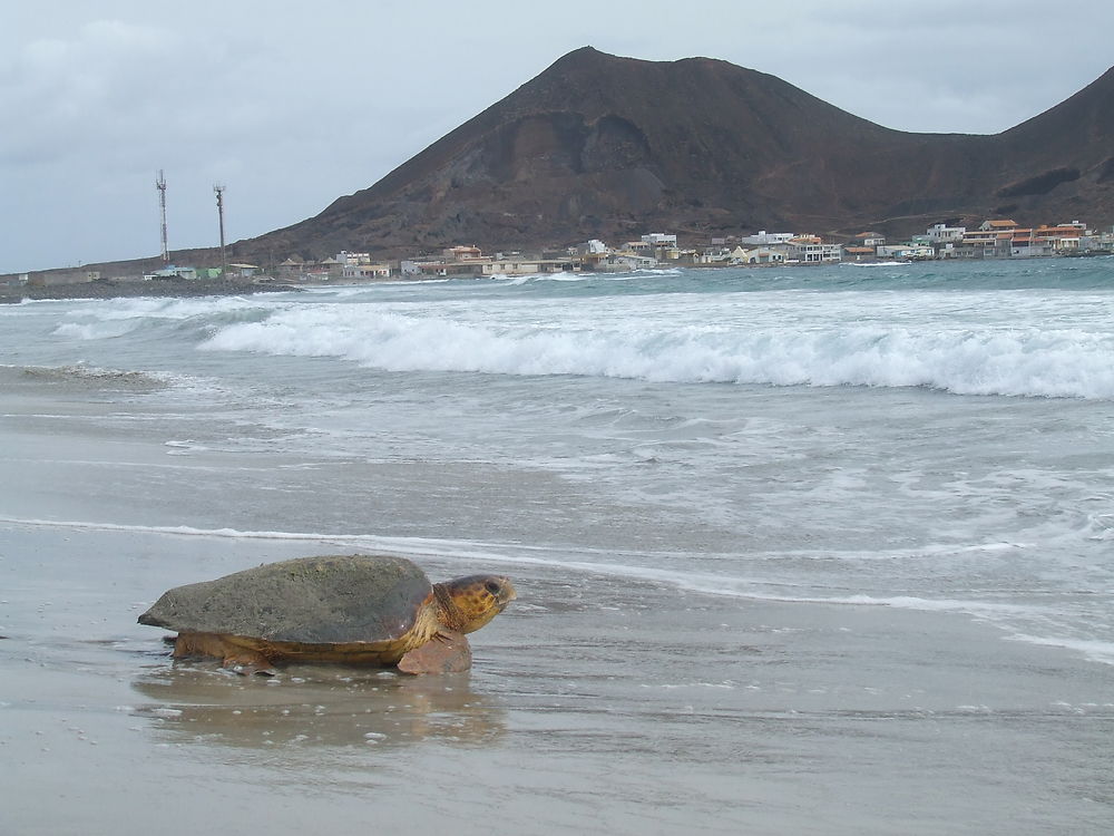 Tortue verte