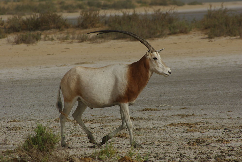 Oryx