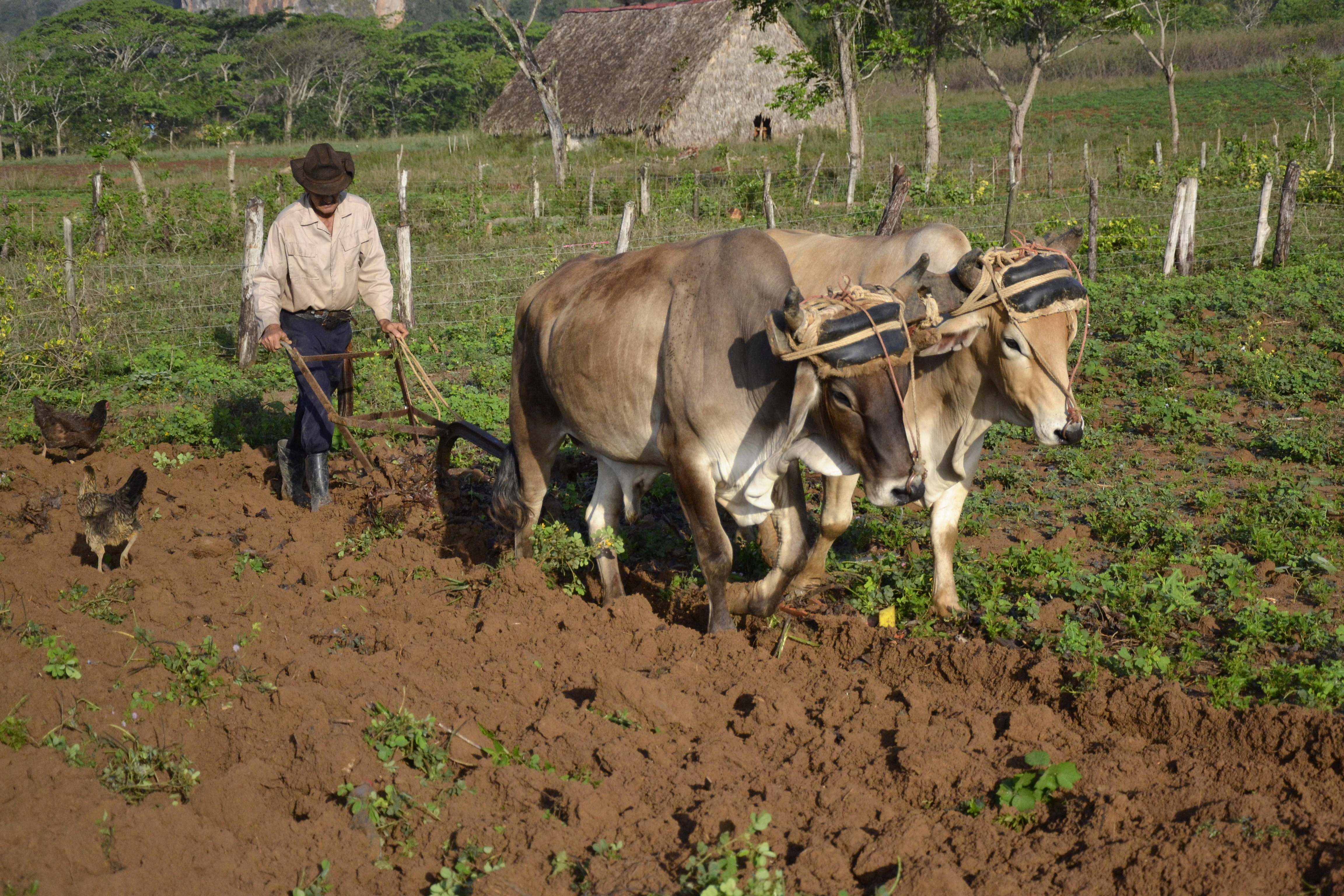 Labour d'un champ à Vinales Labour d'un champ à Vinales