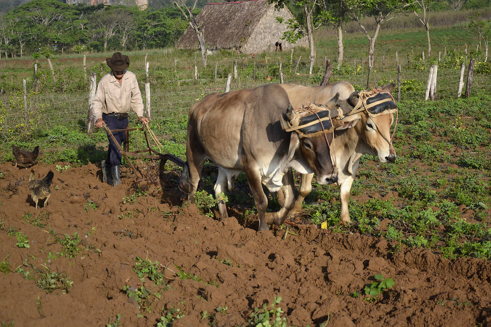 Labour d'un champ à Vinales 