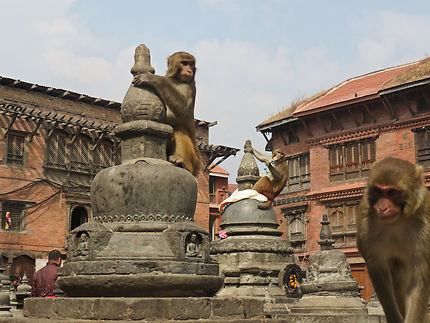 Singes espiègles à Swayambunath près de Katmandou
