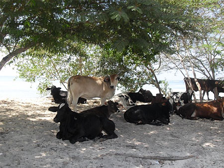 Vaches dominicaines ! Vaches dominicaines !