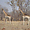 Girafes dans le parc Hwange
