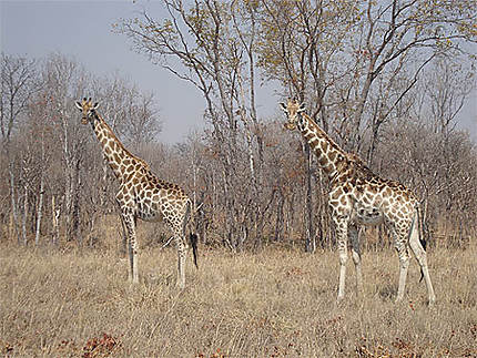 Girafes dans le parc Hwange
