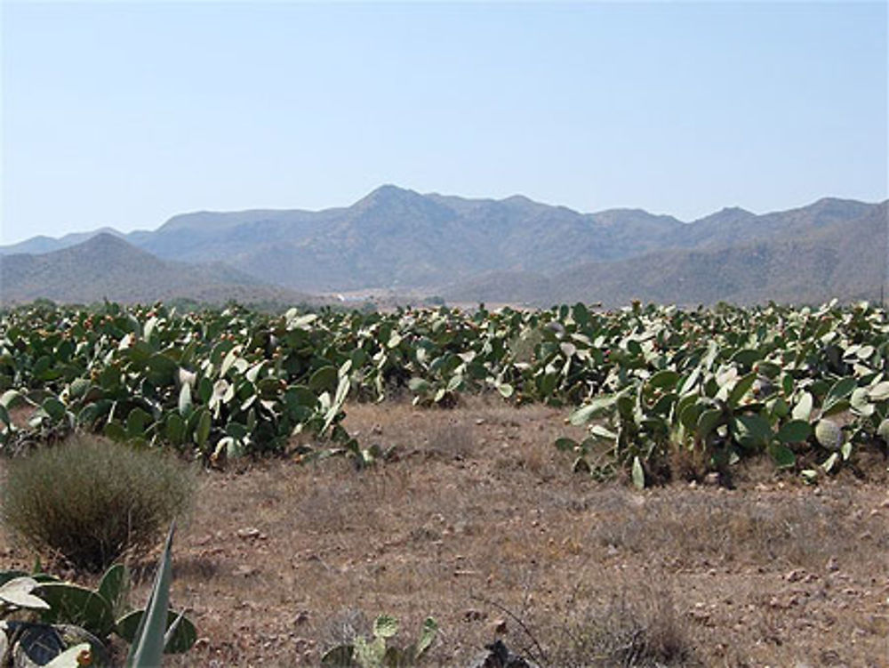 Champ de cactus