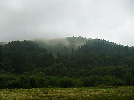 Forêt des Carpates