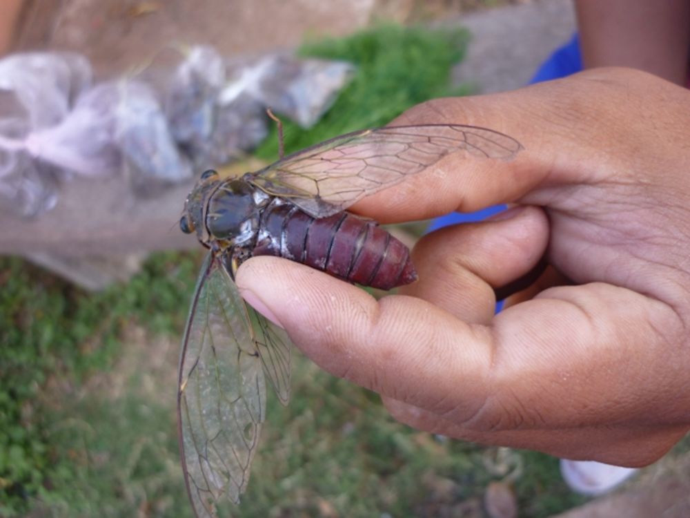 Insecte à manger 