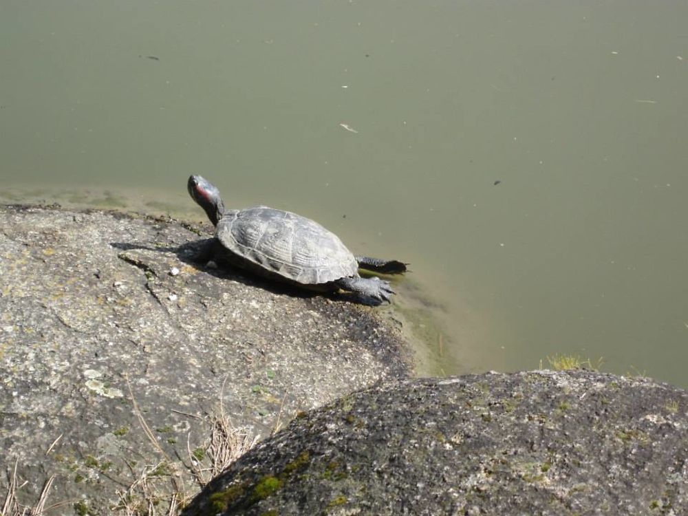 Tortue Jardin japonais