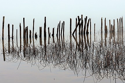 Reflet sur le lac de Sanguinet