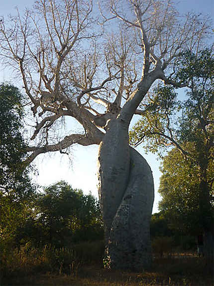 Baobab amoureux 