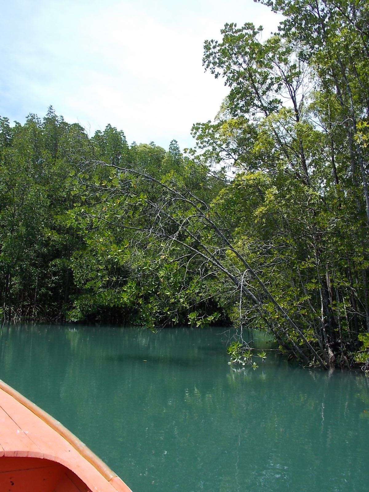 Mangrove 