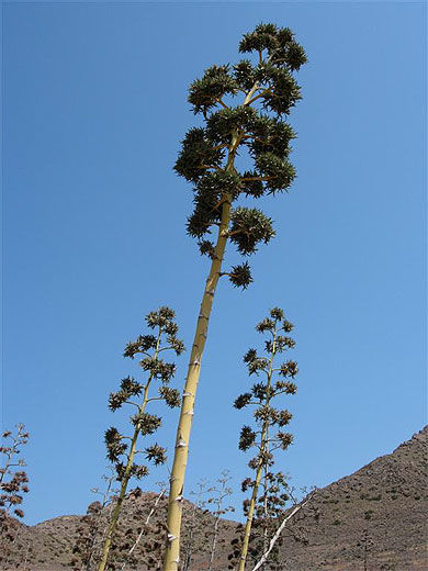 Aloes, symbole du Cabo de Gata