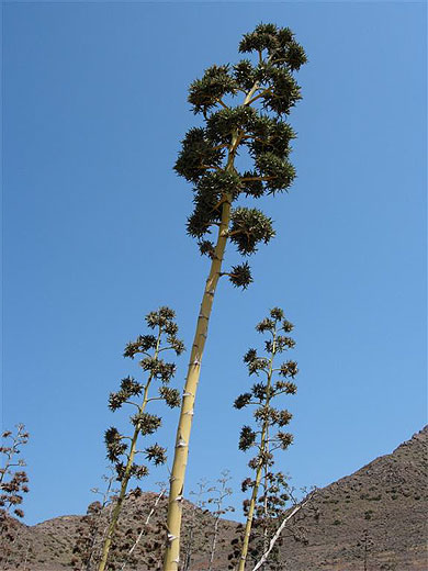 Aloes, symbole du Cabo de Gata Aloes, symbole du Cabo de Gata