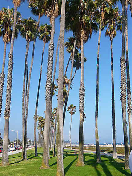 Palmiers sur la plage à Santa Barbara