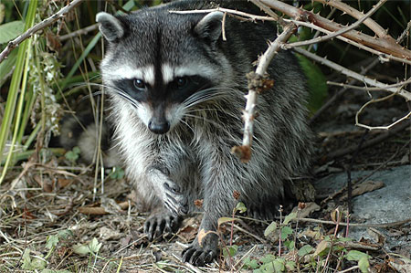 Racoon Racoon