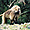 Babouin Gelada dans le parc national du Simien