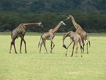 Giraffes au Lac Manyara