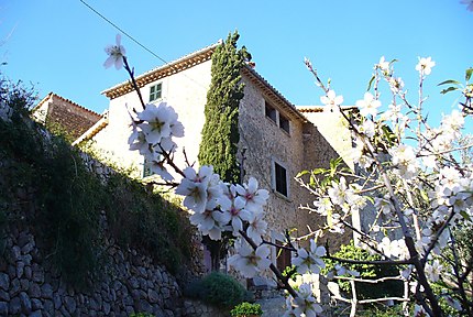Un amandier en fleurs - la "neige" de Mallorca