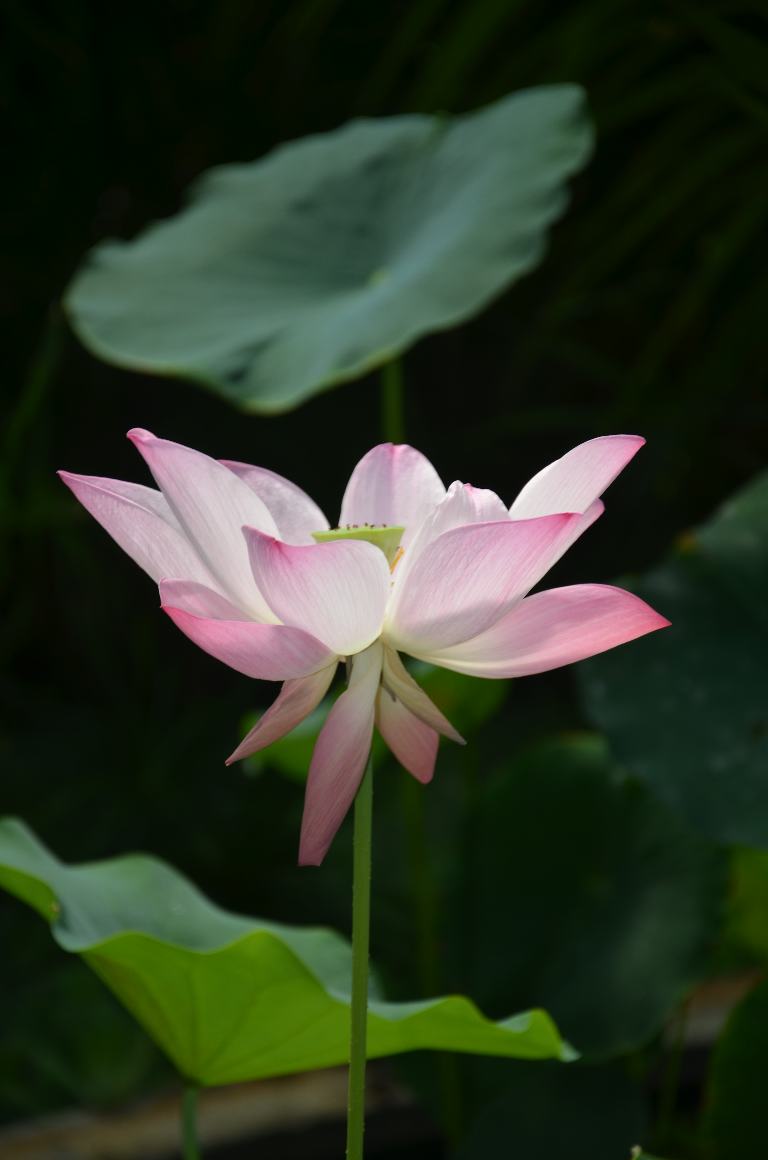 Flower of Lady D Flower of Lady D