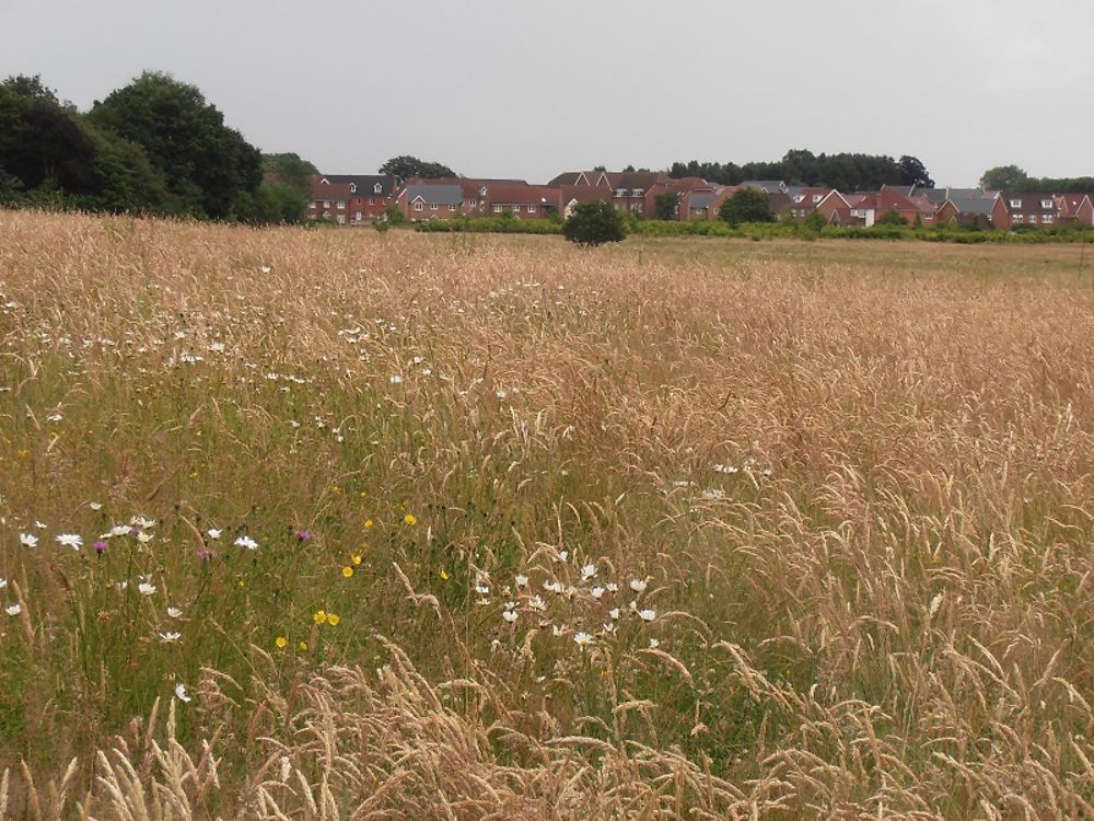 Campagne dans le district de Bracknell Forest