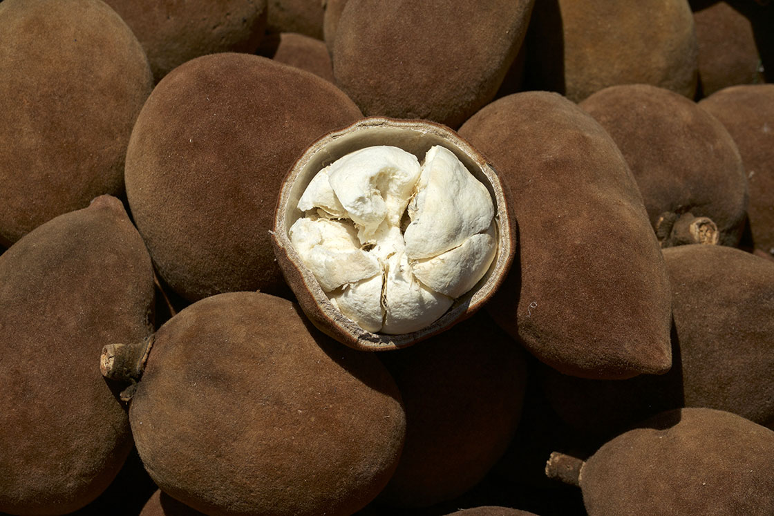 Fruits Du Baobab à Morondava : Gastronomie : Morondava : Tuléar ...