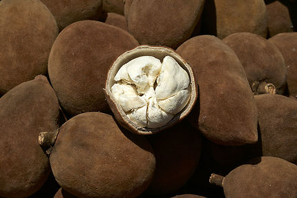 Fruits du baobab à Morondava