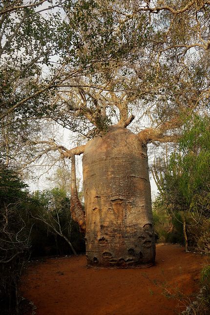 Baobab cafetière