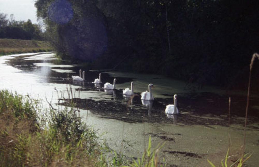 Cygnes et brume