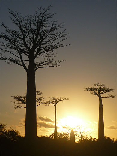 Allée Des Baobabs Au Coucher Du Soleil : Coucher De Soleil : Arbres ...