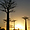 Allée des baobabs au coucher du soleil