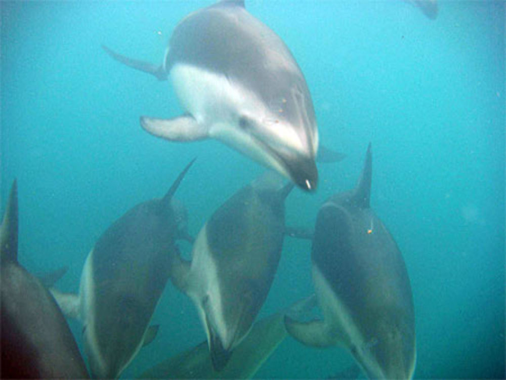 Nage avec les dauphins