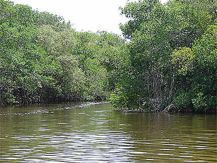 La mangrove dans le parc des Everglades